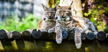 visite d’un parc animalier 